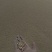 优质俄罗斯进口豌豆