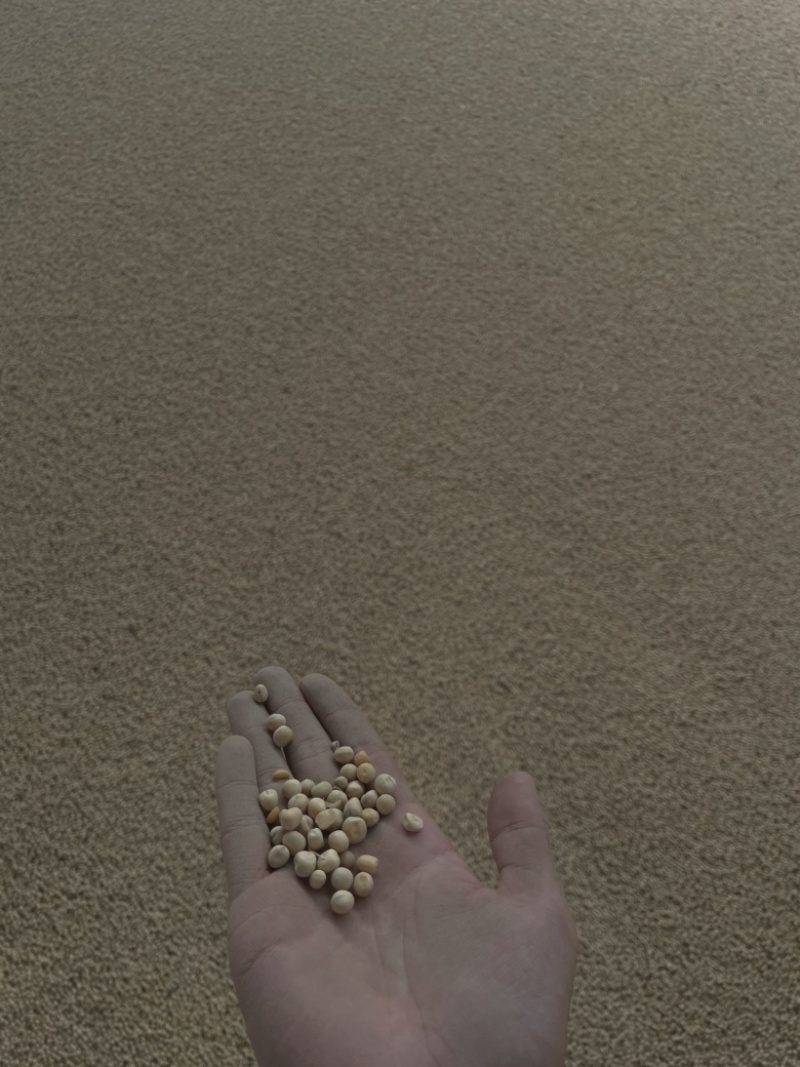 优质俄罗斯进口豌豆