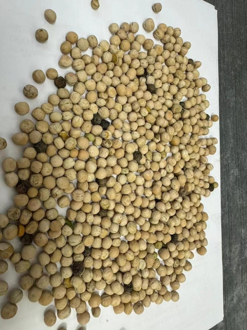 优质俄罗斯进口豌豆