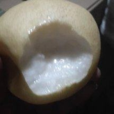 山西平遥酥梨，口感嘎嘎甜！皮毛亮度杠杠好！