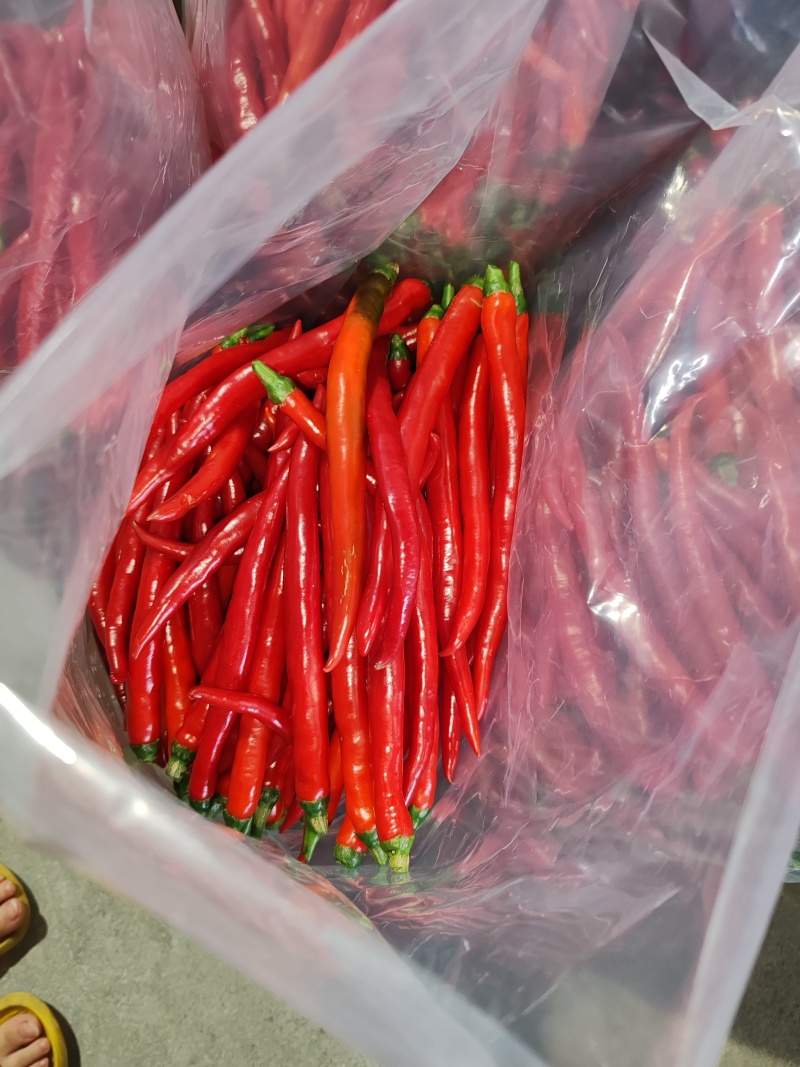 【泡菜】泡二荆条3号线椒长红泡椒泡辣椒精品货承接各种泡辣