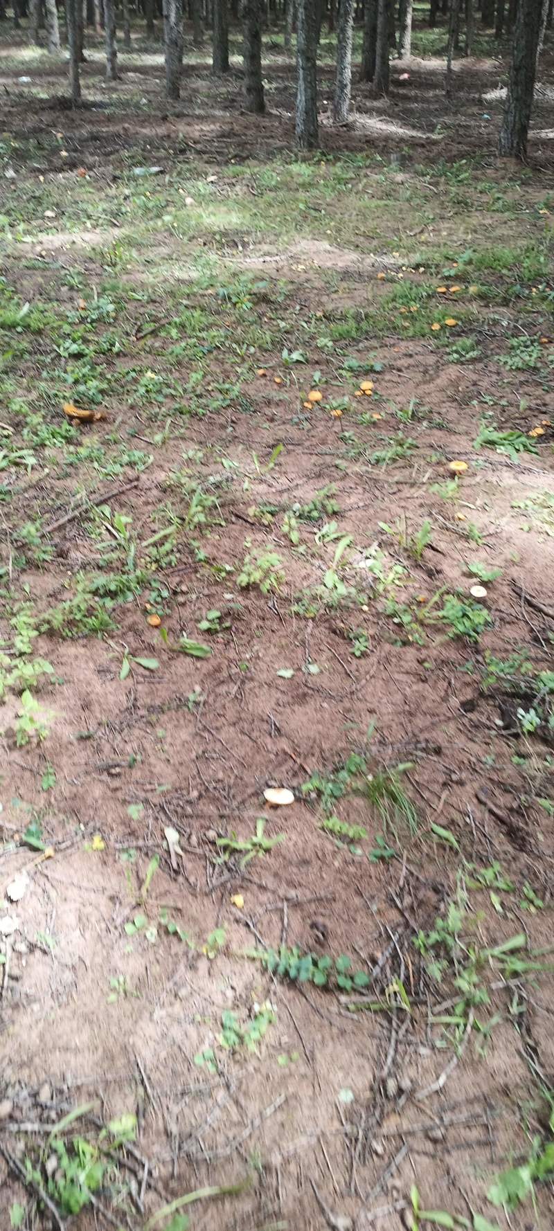 磨菇