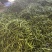 杭椒大量供货中，产地发货，现收现发，新鲜采摘，全国接单