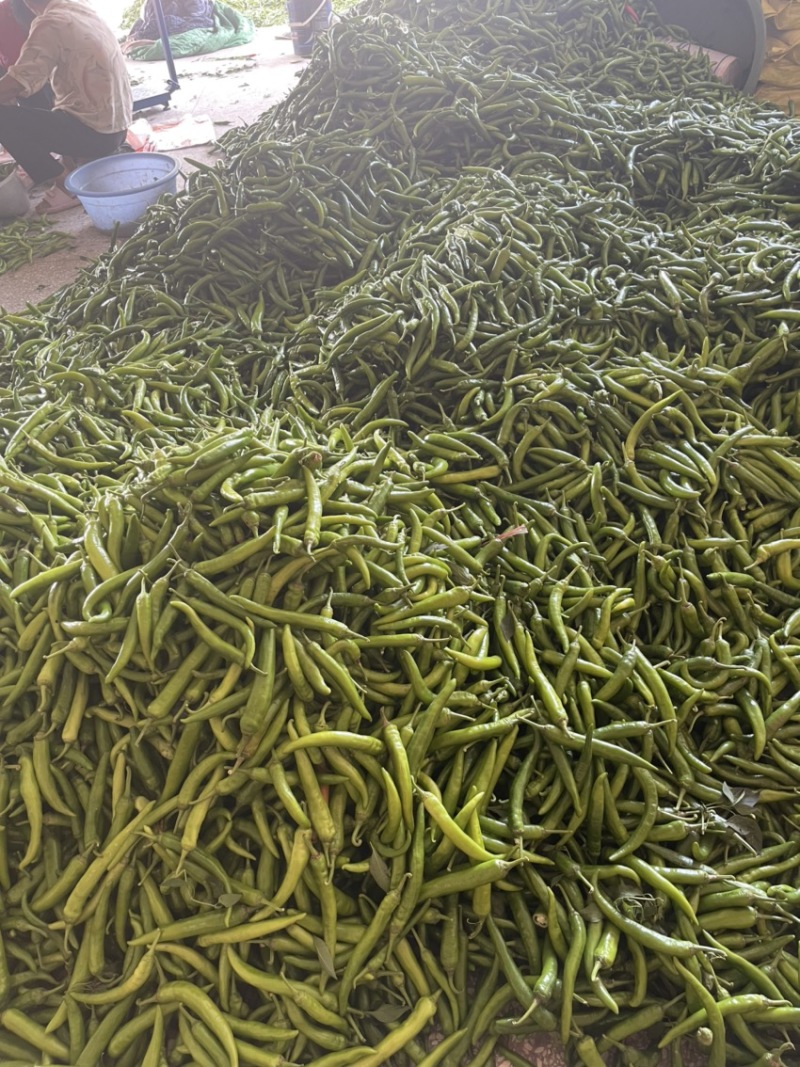 杭椒大量供货中，产地发货，现收现发，新鲜采摘，全国接单