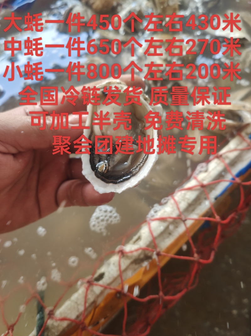 汫洲生蚝潮汕生蚝肉肥口感好个大量大从优欢迎联系