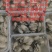 汫洲生蚝潮汕生蚝肉肥口感好个大量大从优欢迎联系
