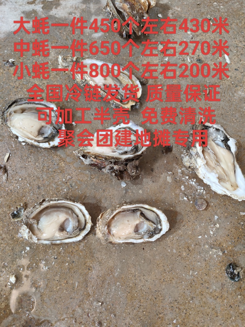 汫洲生蚝潮汕生蚝肉肥口感好个大量大从优欢迎联系