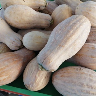 蜜本南瓜江苏盐城南瓜新鲜南瓜大量货源质量保证代发全国