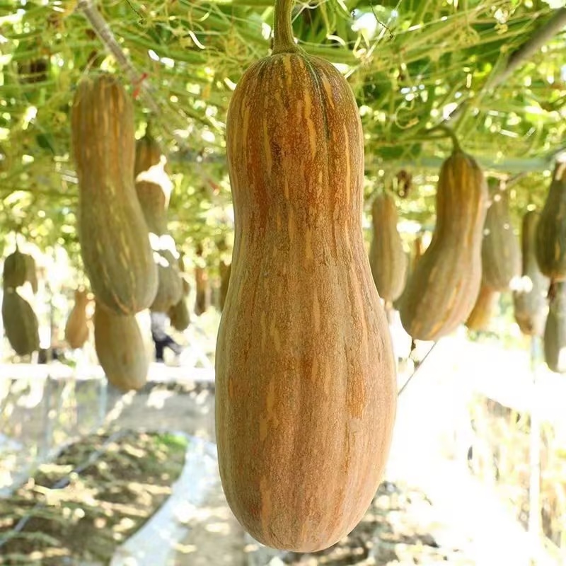 蜜本南瓜江苏盐城南瓜新鲜南瓜大量货源质量保证代发全国