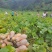 蜜本南瓜江苏盐城南瓜新鲜南瓜大量货源质量保证代发全国