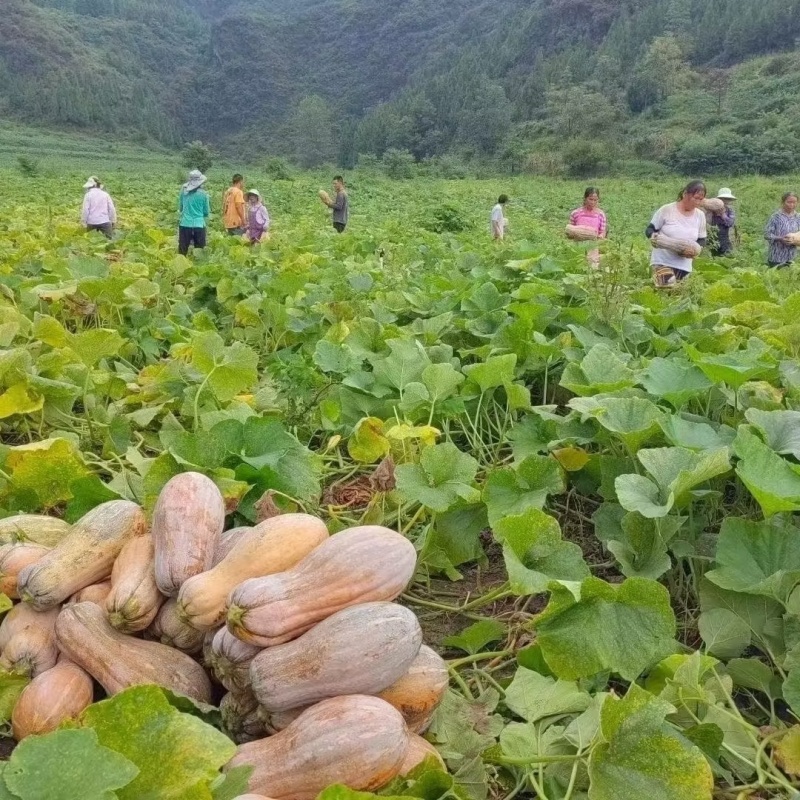 蜜本南瓜江苏盐城南瓜新鲜南瓜大量货源质量保证代发全国