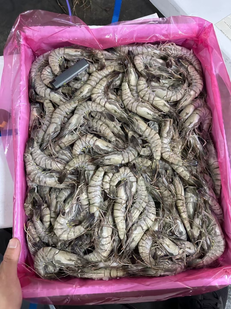 黑虎虾，价格便宜，货源充足，规格齐全，欢迎选购咨询