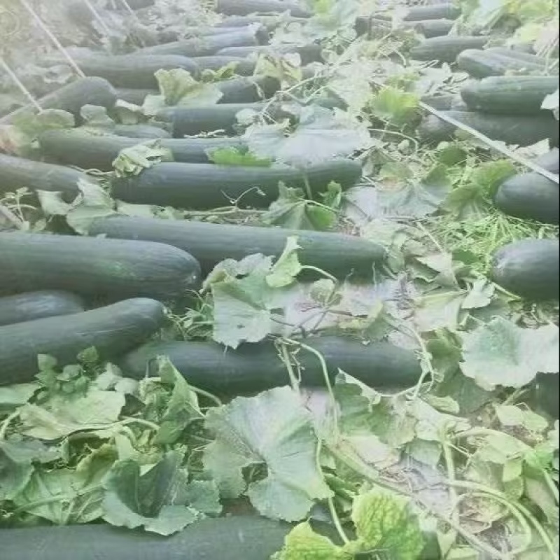 江苏盐城冬瓜黑皮冬瓜新鲜冬瓜大量货源质量保证代发全国