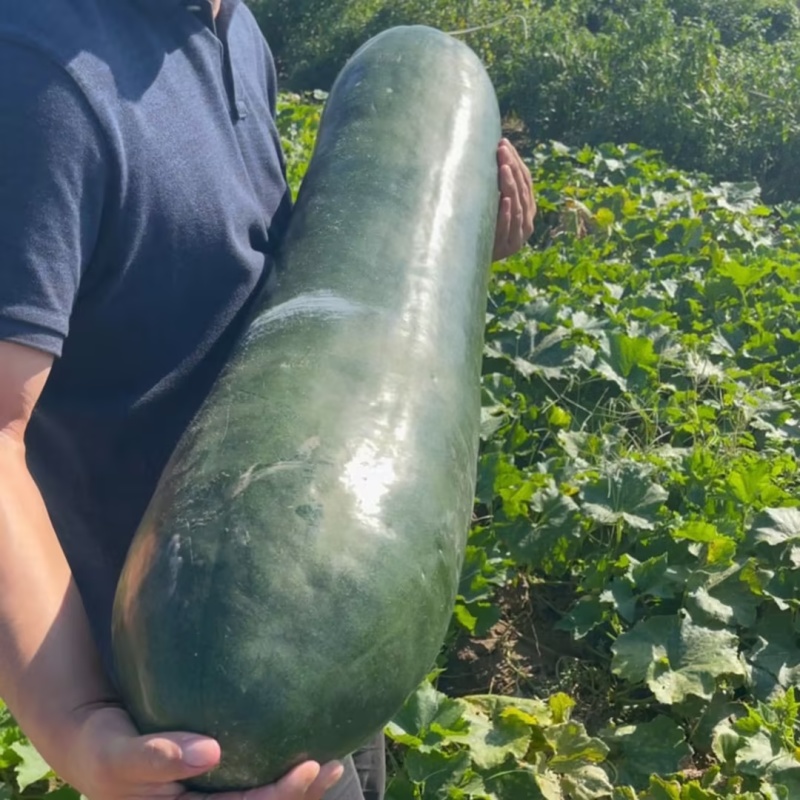 江苏盐城冬瓜黑皮冬瓜新鲜冬瓜大量货源质量保证代发全国