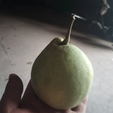 鸭梨