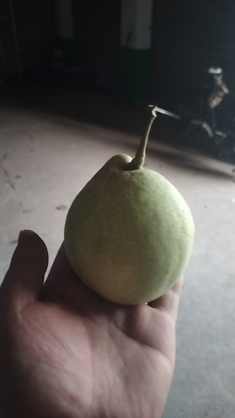 鸭梨