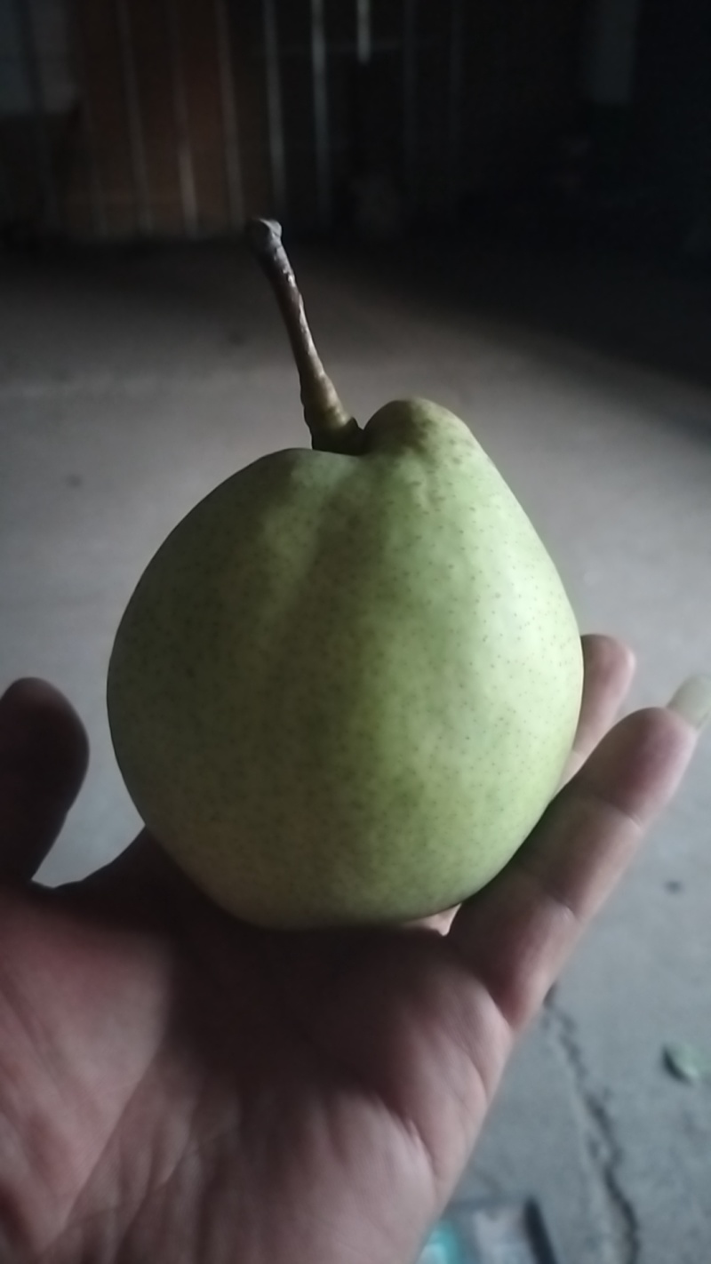 鸭梨