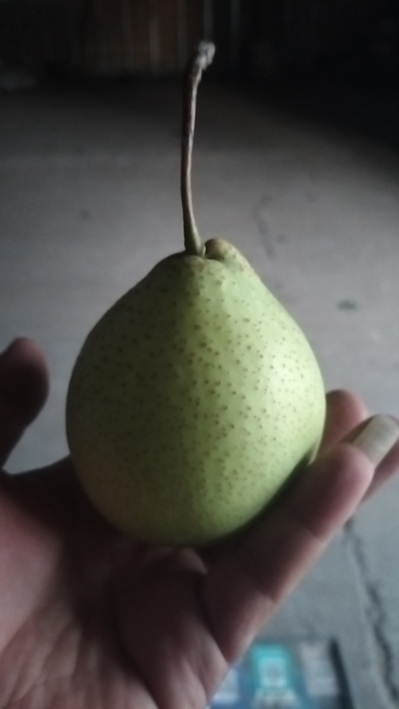 鸭梨