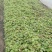 精品红米苋6元，苋菜上海苋菜大量供货，品质保障欢迎咨询