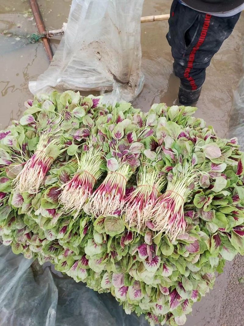 精品红米苋6元，苋菜上海苋菜大量供货，品质保障欢迎咨询