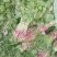 精品红米苋6元，苋菜上海苋菜大量供货，品质保障欢迎咨询