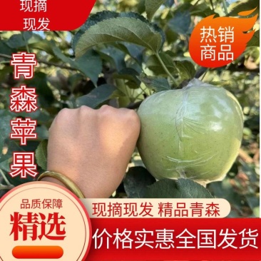 山东青岛青森苹果水蜜桃苹果热卖中量大价优口感好汁水足