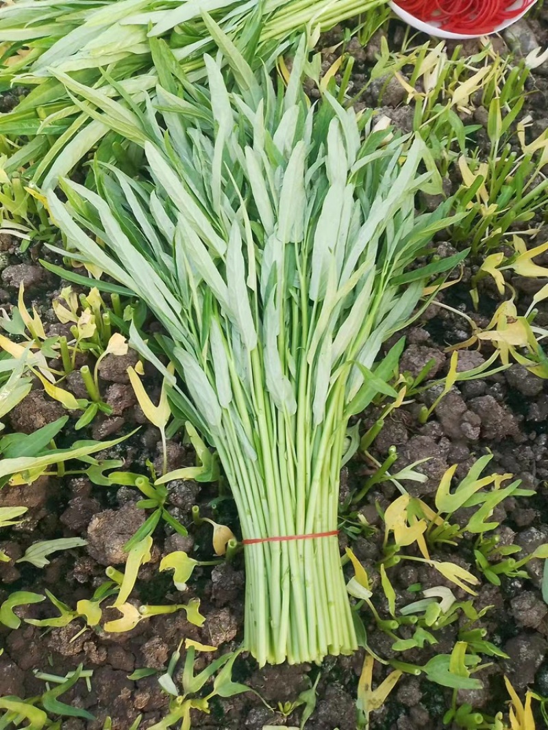 空心菜精品空心菜上海空心菜大量供货，品质保障欢迎咨询