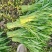 空心菜精品空心菜上海空心菜大量供货，品质保障欢迎咨询
