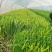 空心菜精品空心菜上海空心菜大量供货，品质保障欢迎咨询