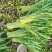 精品空心菜上海空心菜大量供货，品质保障欢迎咨询