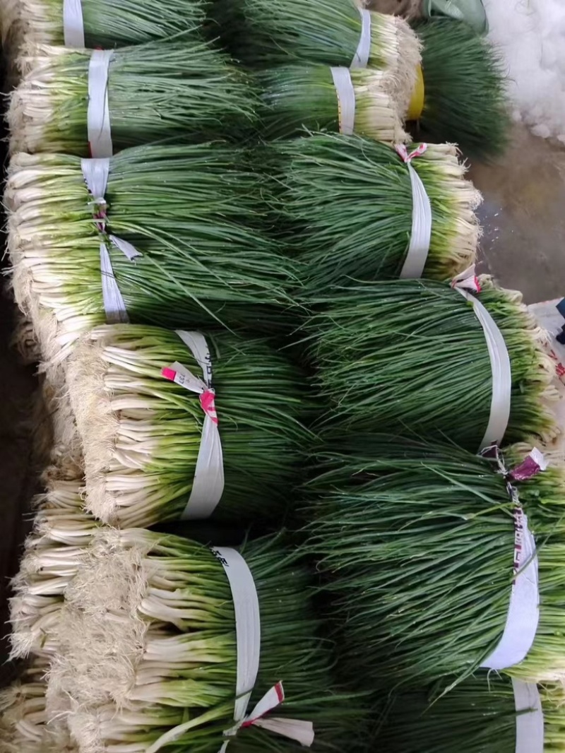 本地大量小葱上市，一手货源，全国发货，欢迎电话联系！