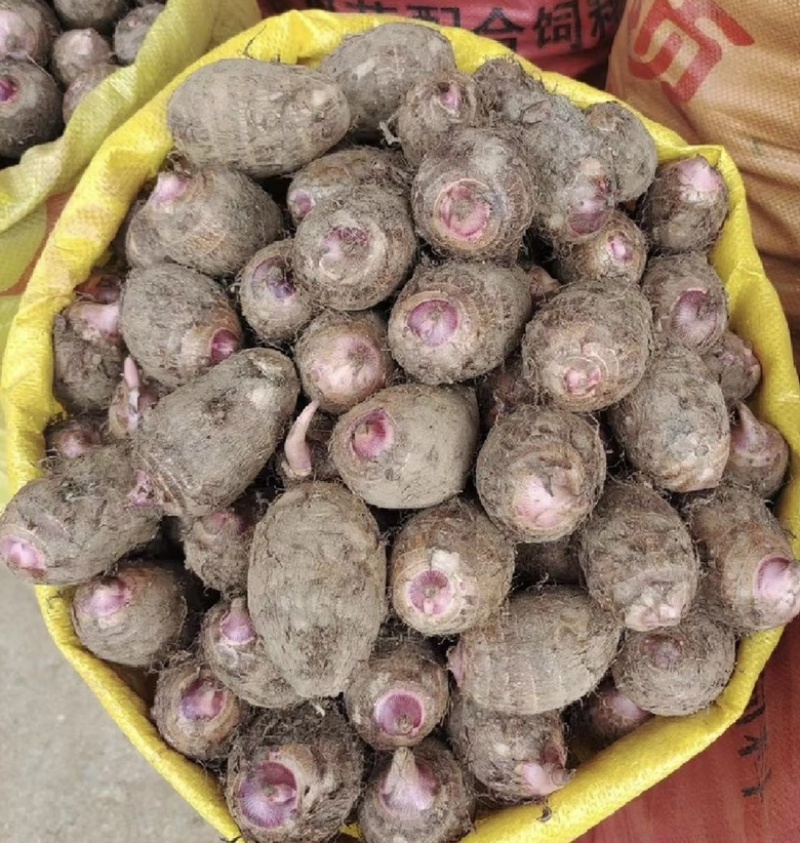 高品质红牙芋仔。日产10吨。货源充足，