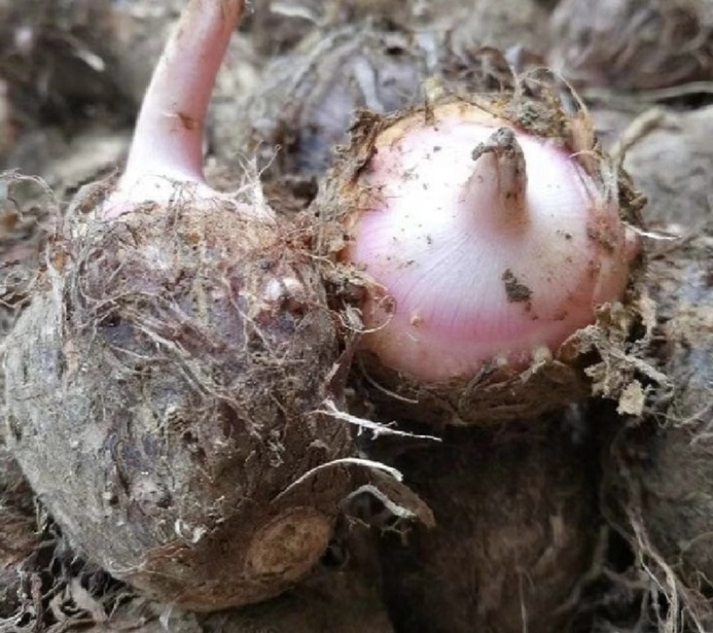 高品质红牙芋仔。日产10吨。货源充足，
