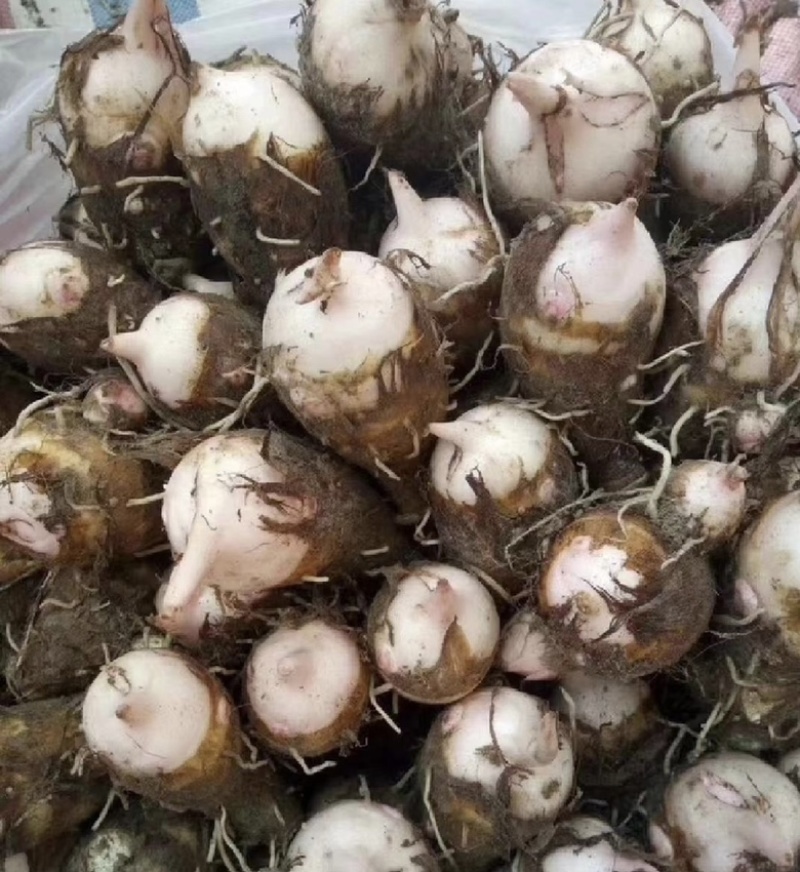高品质红牙芋仔。日产10吨。货源充足，