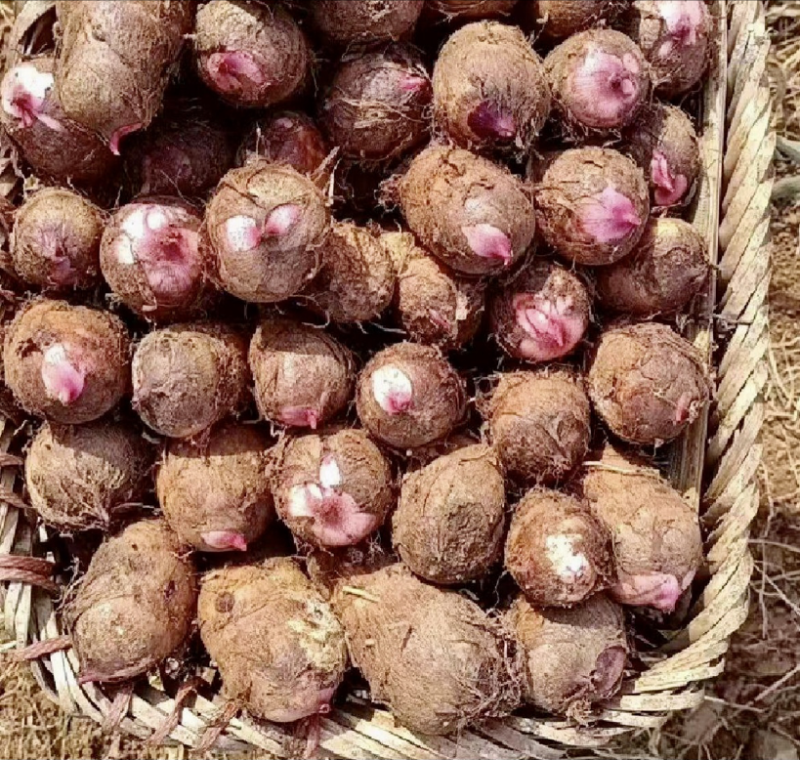 高品质红牙芋仔。日产10吨。货源充足，