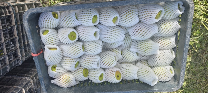 库尔勒香梨