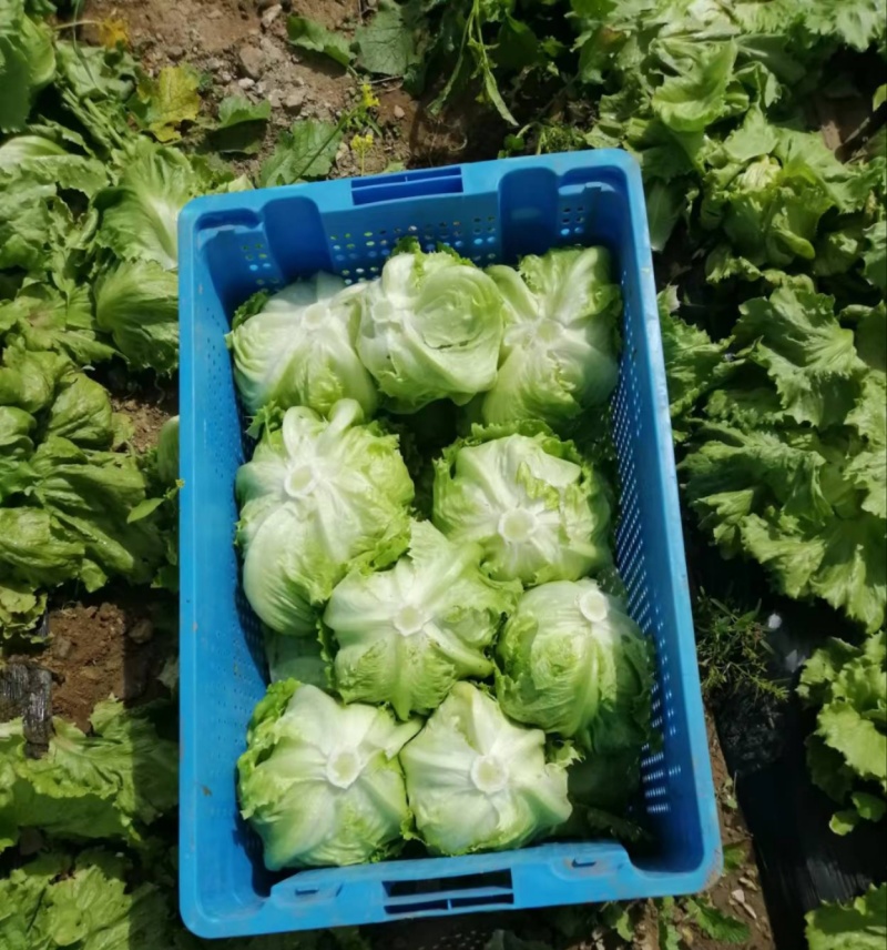 精品西生菜质量保证，出囗产品，国内市场大量供应