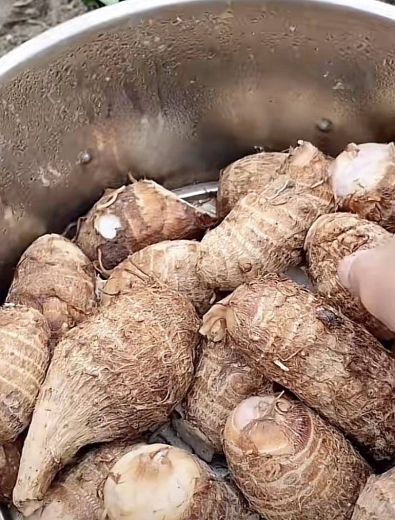 广西贺州产地毛芋头仔，大量有货发售