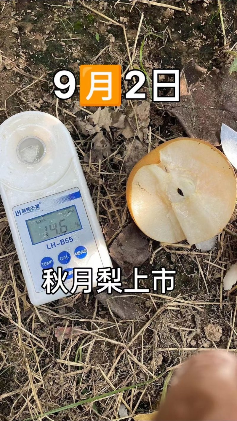 秋月梨脆甜香甜酥软山东秋月梨产地大量上市对各大批发市场