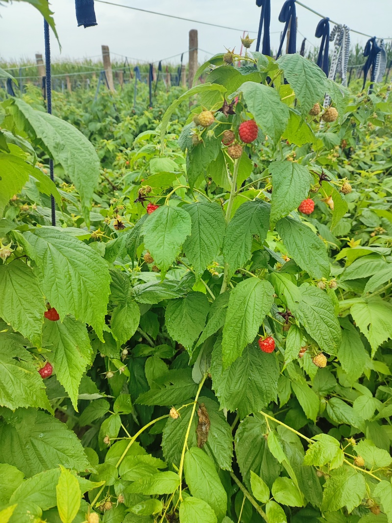 树莓鲜果