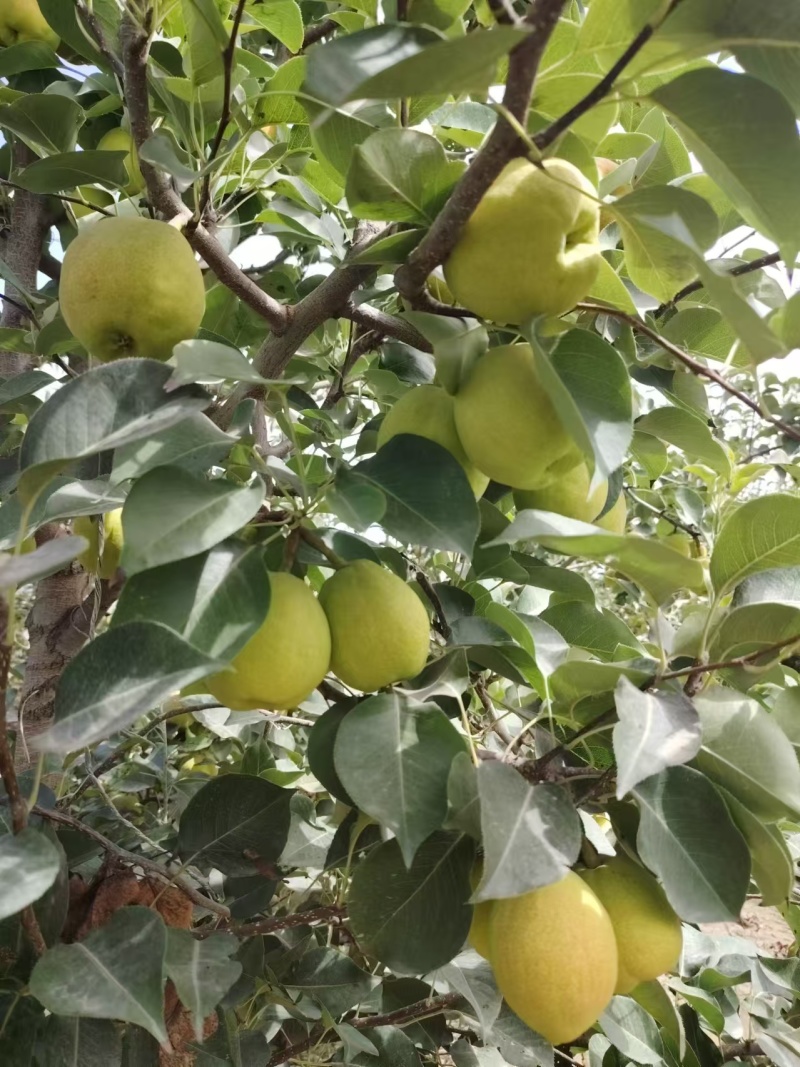 新疆库尔勒香梨大量有货对接电商市场商超可视频看货