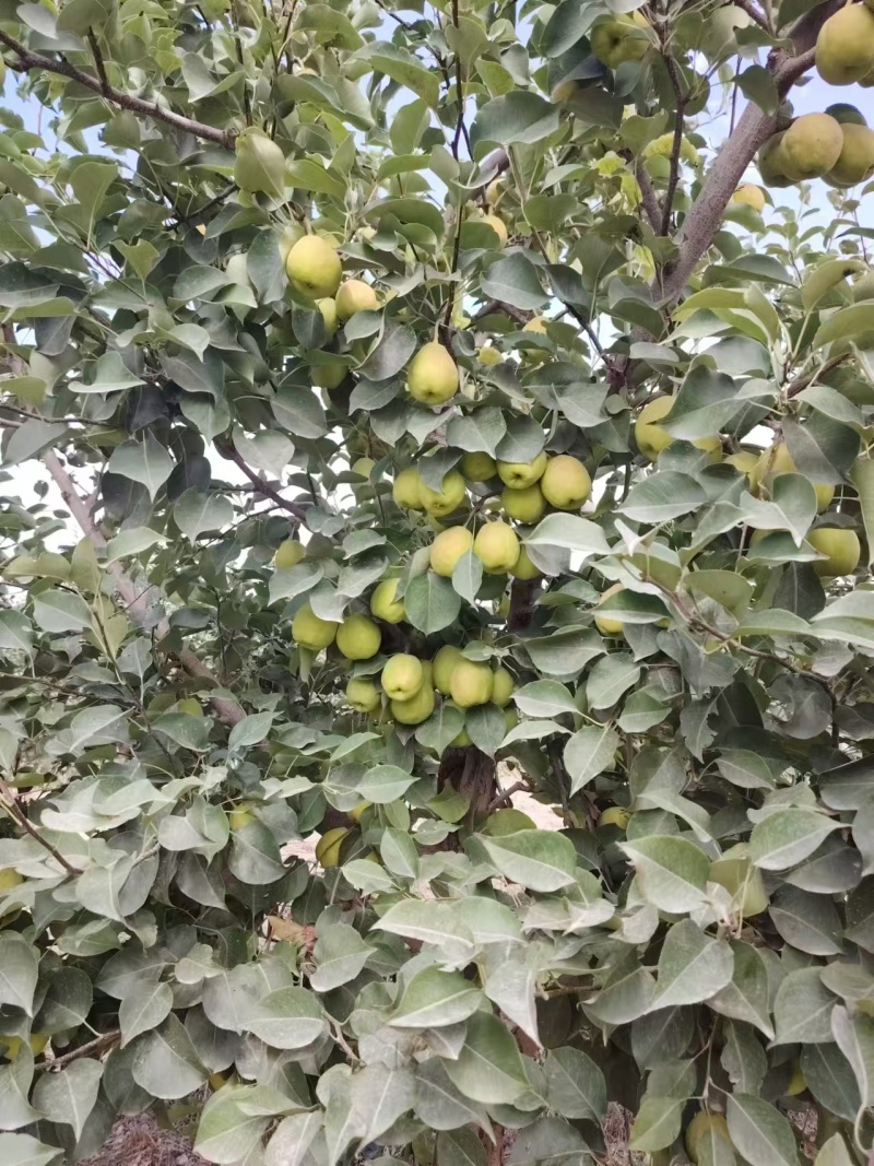 新疆库尔勒香梨大量有货对接电商市场商超可视频看货