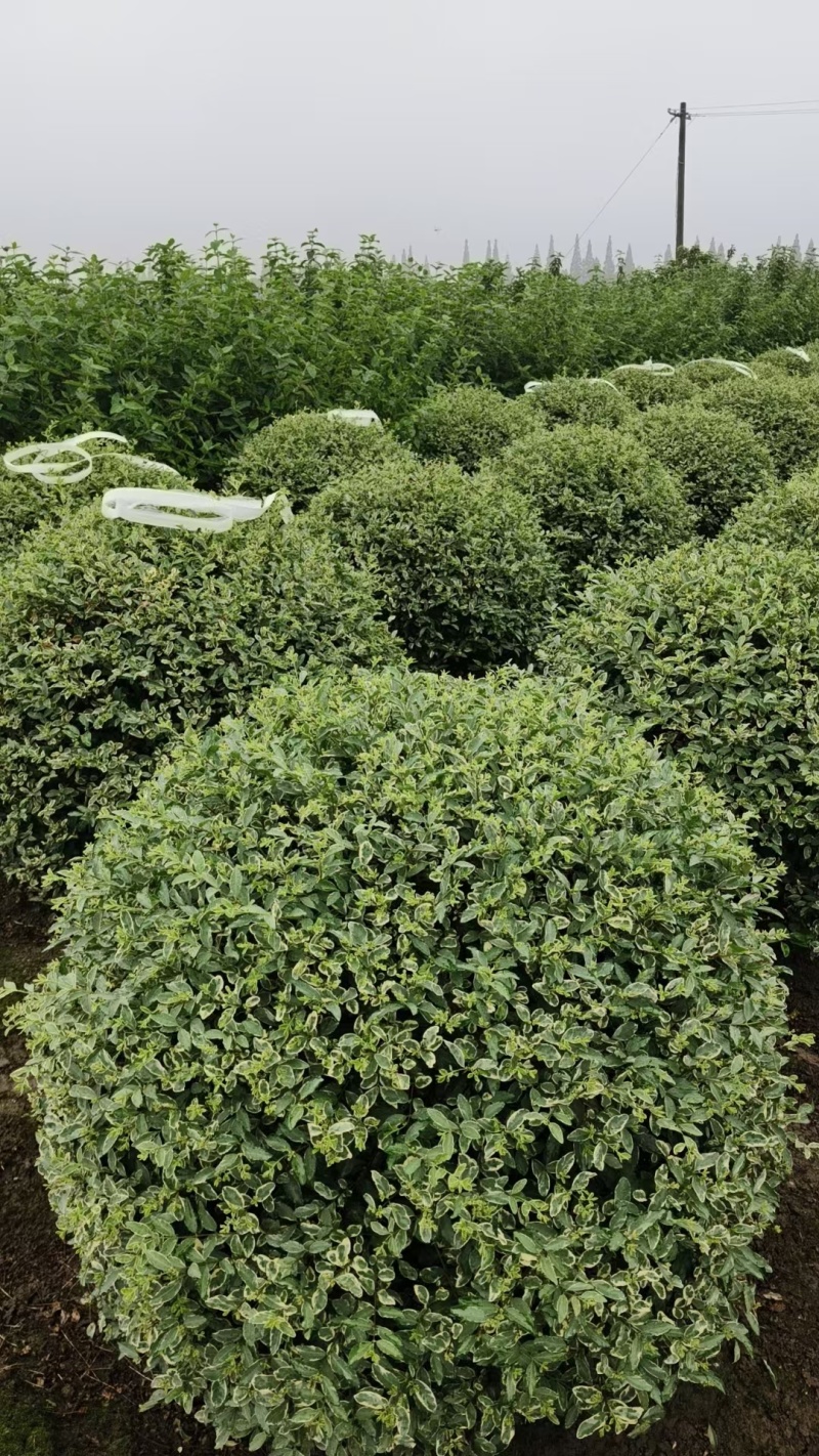 银姬小蜡球冠幅1.2m、1.5m，球形饱满，无病虫，价优
