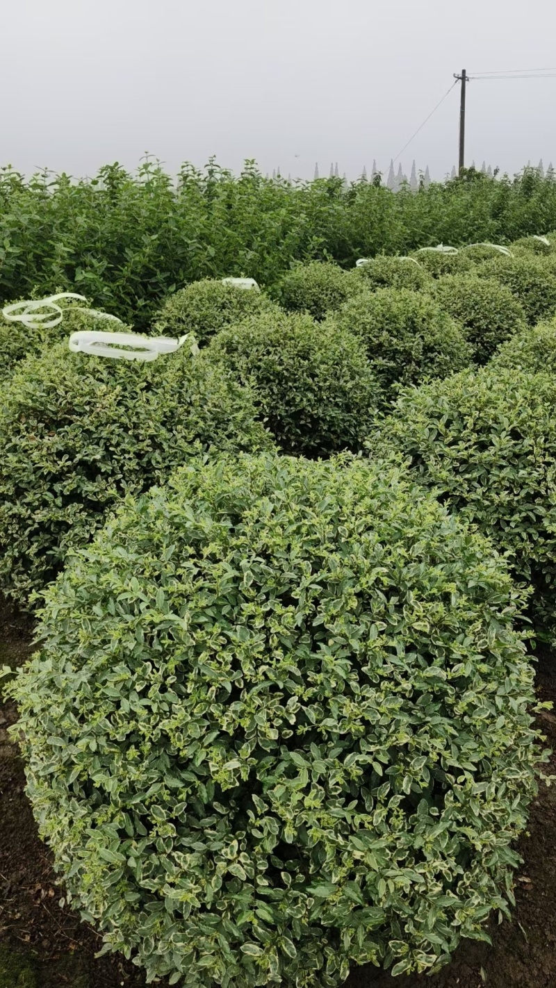 银姬小蜡球冠幅1.2m、1.5m，球形饱满，无病虫，价优