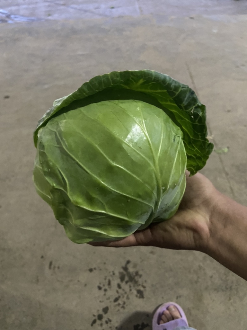 产地直销，精品甘蓝，欢迎加入