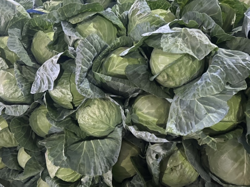 产地直销，精品甘蓝，欢迎加入