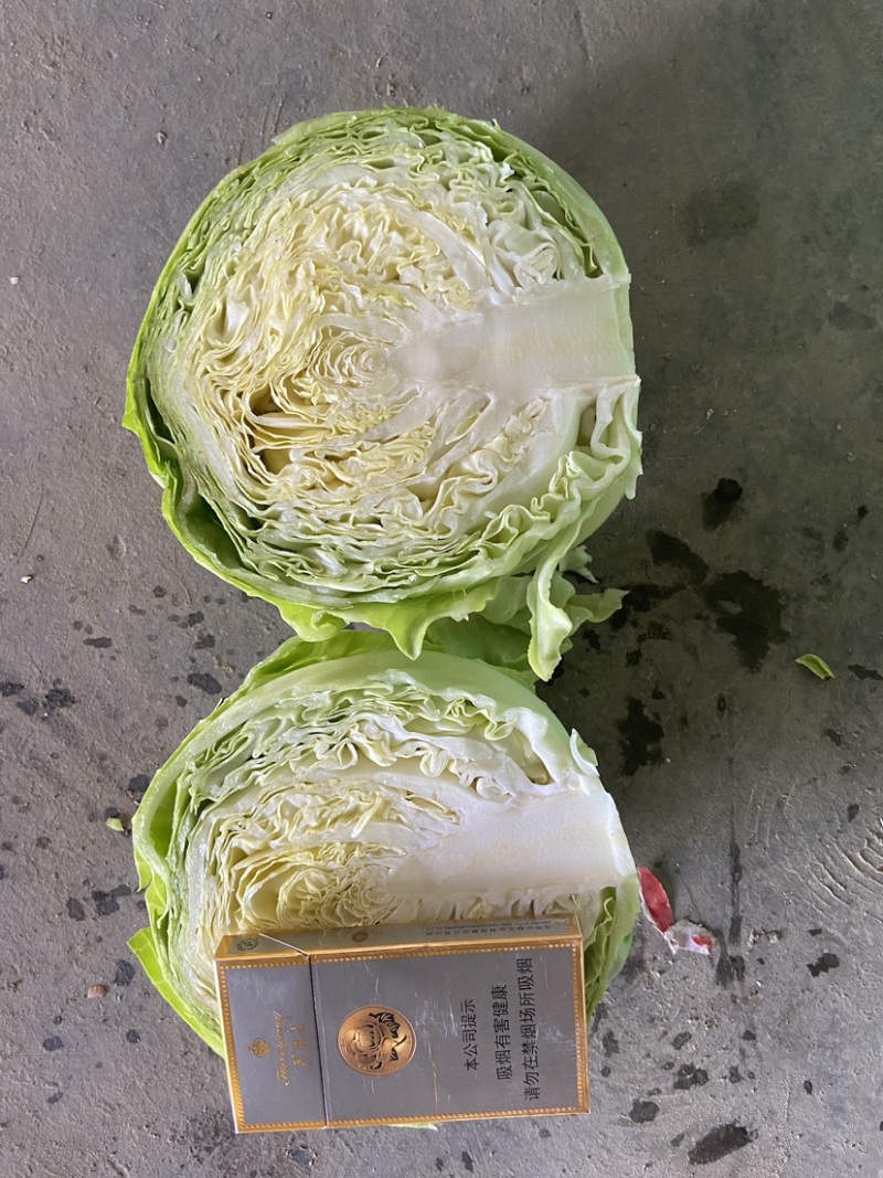 产地直销，精品甘蓝，欢迎加入