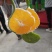 蜜橘