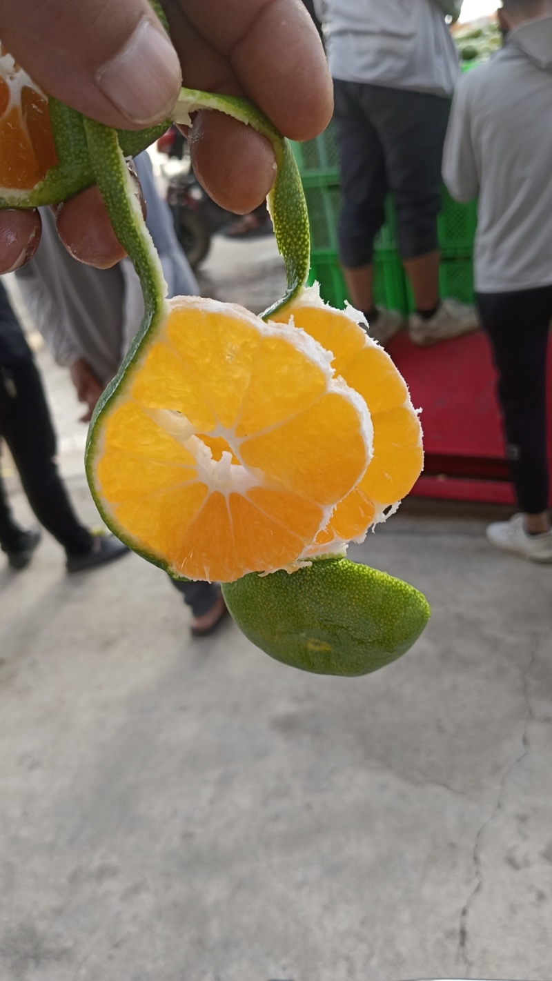 蜜橘