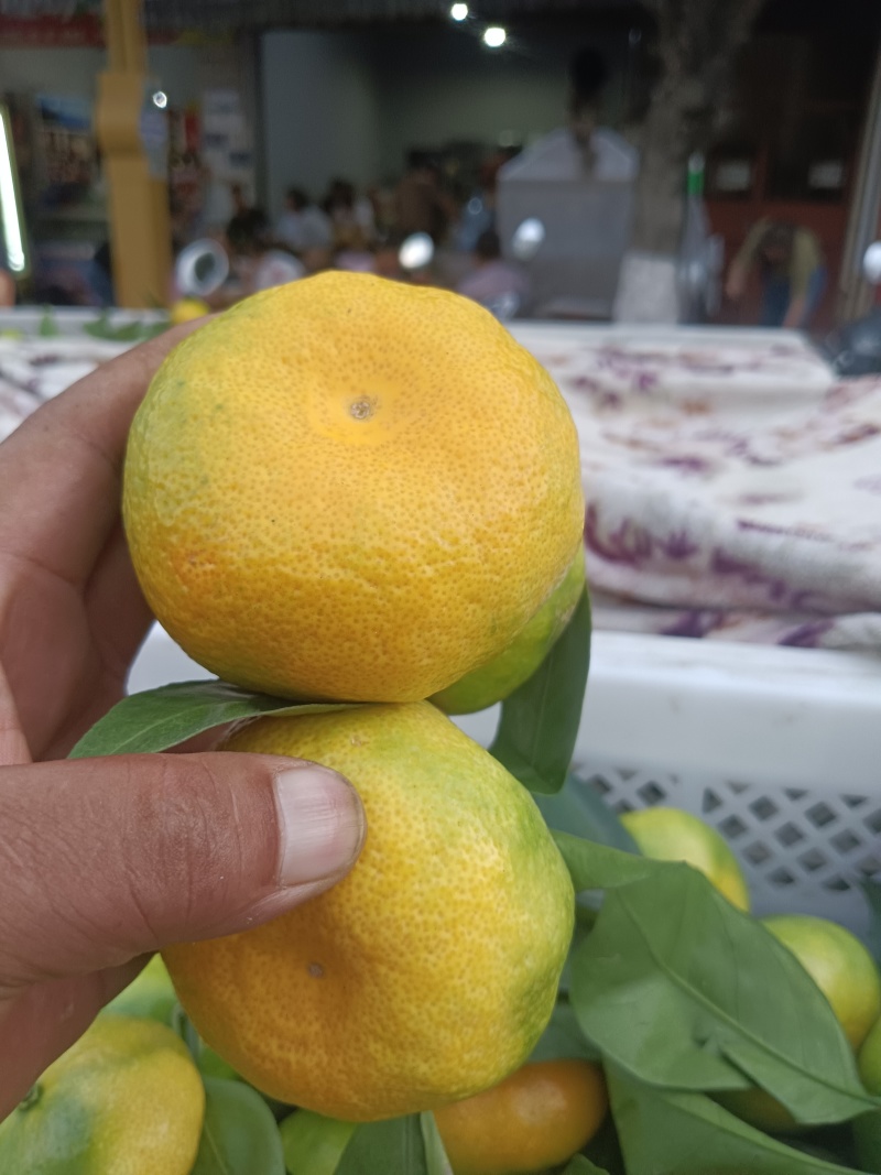蜜橘
